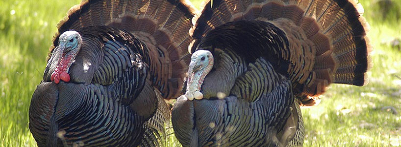 Two male turkeys