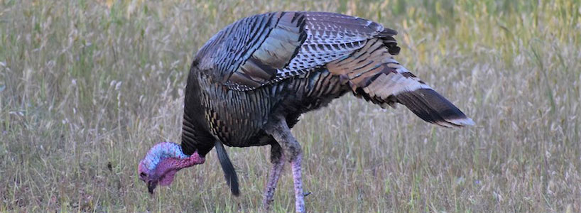 Turkey pecking ground