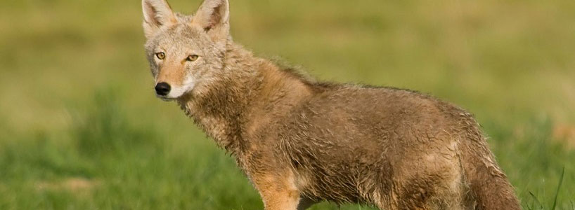 Living With Coyotes - San Tan Valley News & Info 