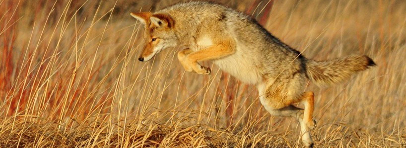 coyote jumping in meadow
