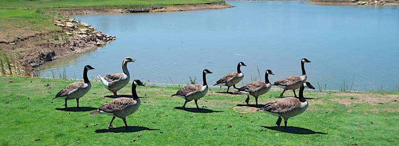8 geese walking by pond