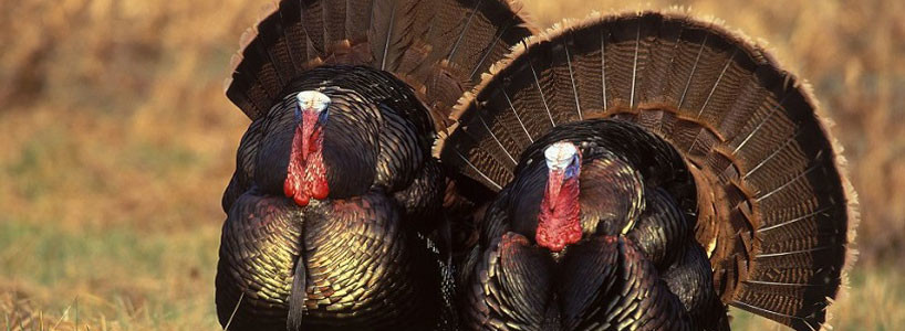 2 adult male turkeys