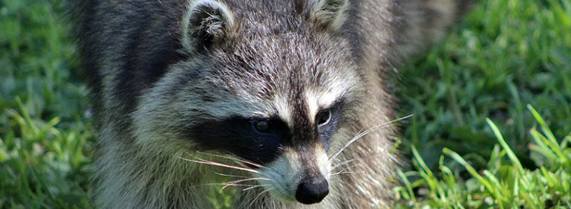Raccoon face closeup