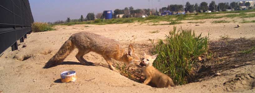 Kit fox and pup