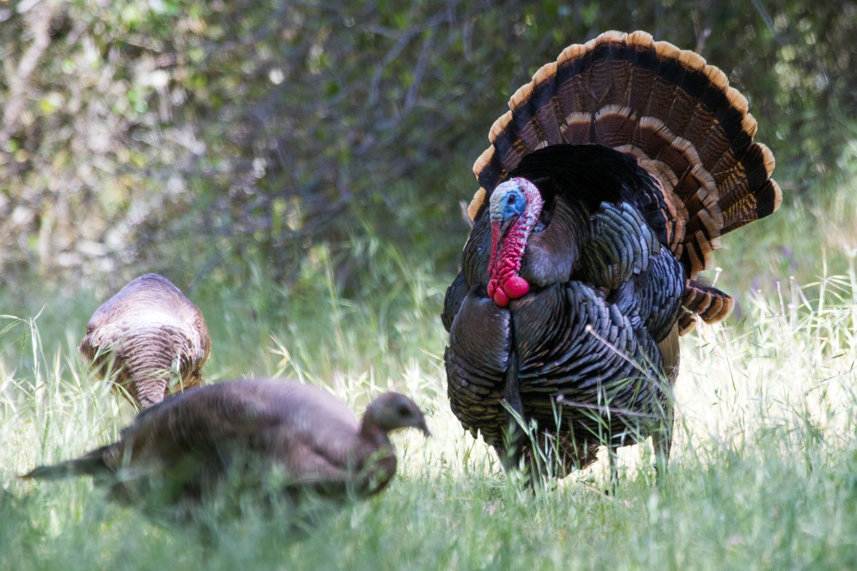 CDFW News California’s Spring Wild Turkey Season FastApproaching
