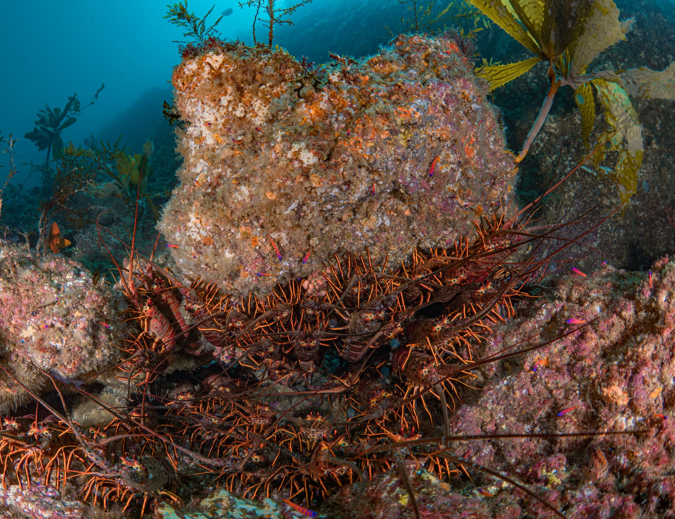 California spiny lobster in water