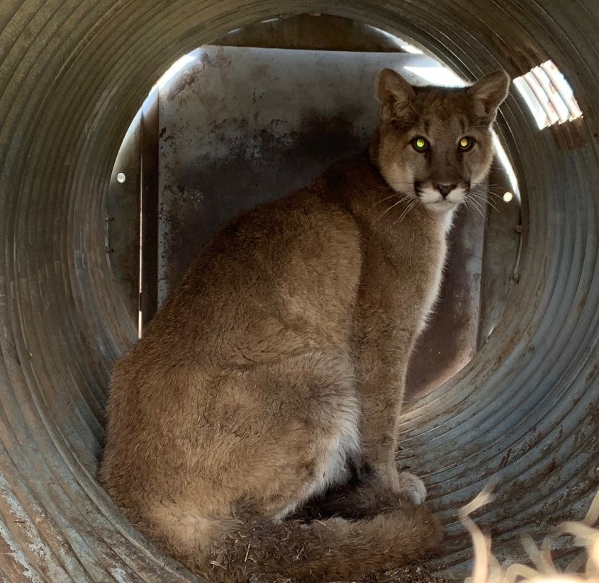 mountain lion in culvert pipe