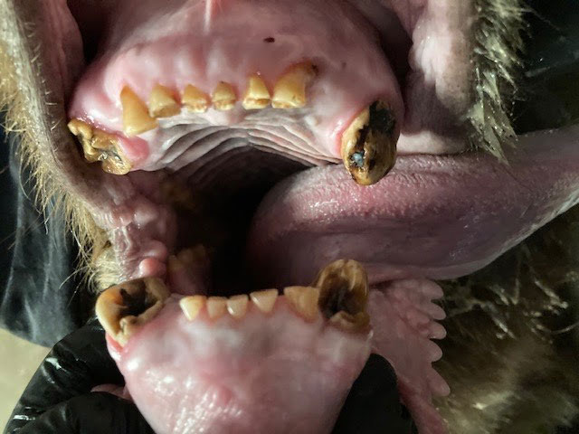 more unhealthy bear teeth