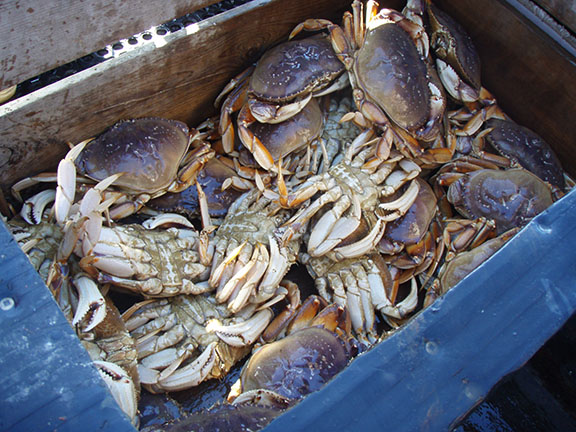 Dungeness crab on boat