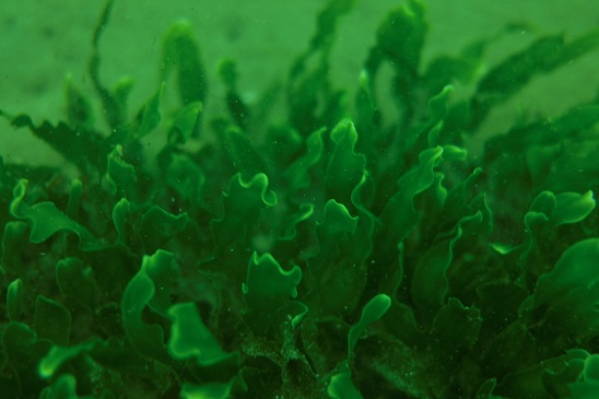 closeup of  Caulerpa prolifera, a form of algae