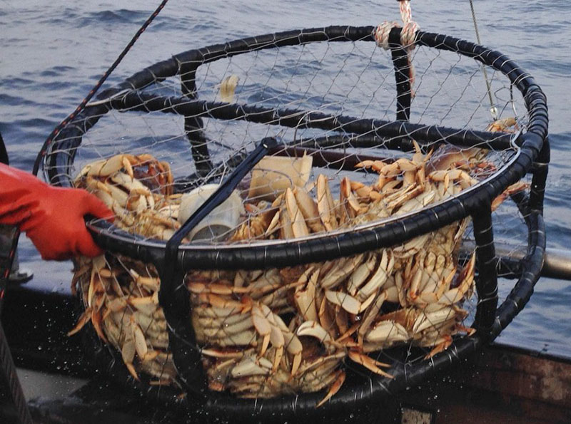 Several Dungeness crab caught inside a net and being hauled aboard a commercial fishing vessel.