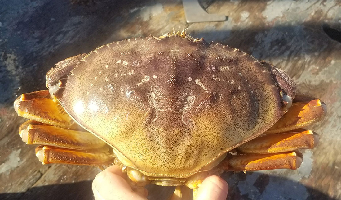 A close-up image of a single Dungeness crab.