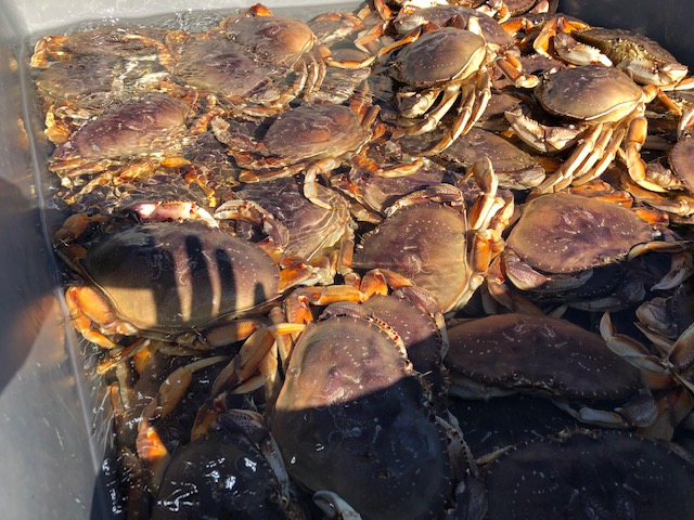 Image of Dungeness crab on fishing vessel
