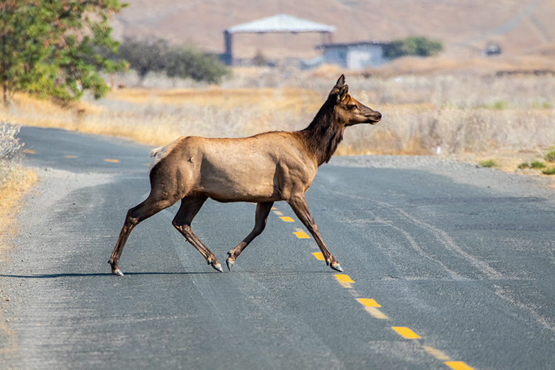 elk crossing street in Mendocino County
