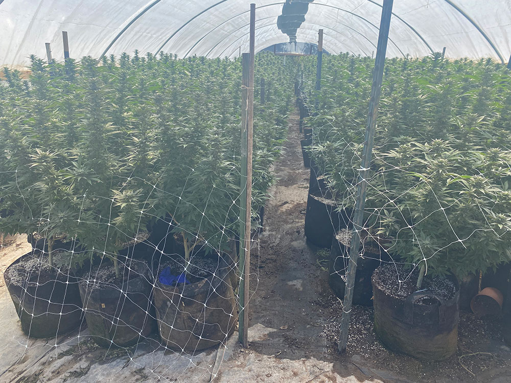 large cannabis farm under plastic
