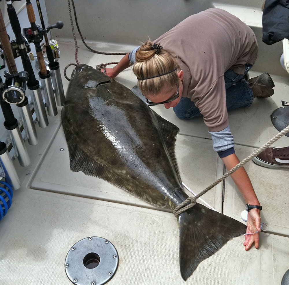 woman measuring Pacific halibut on fishing vessel