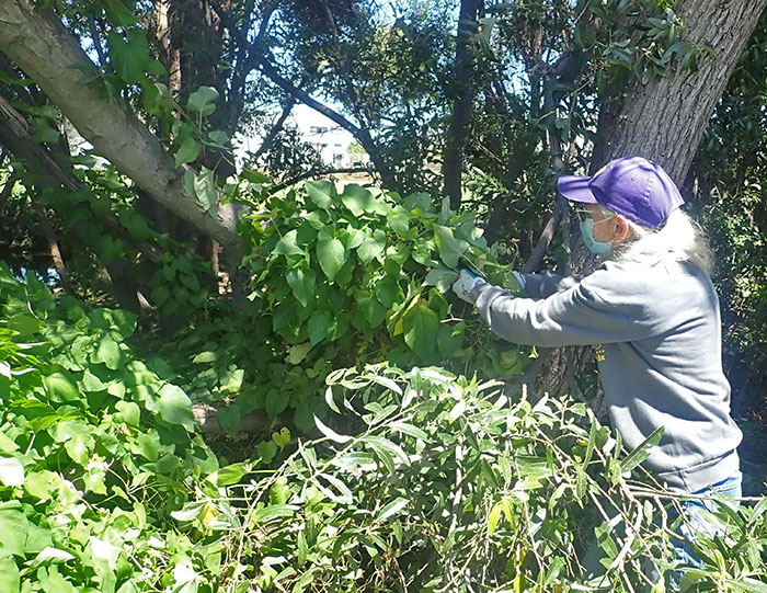 woman removing invasive vine