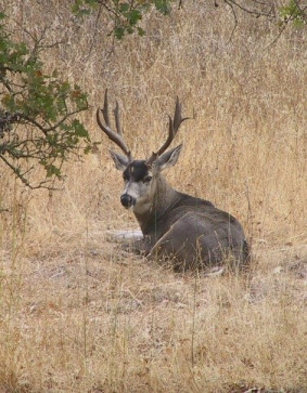 deer lying in dry grass