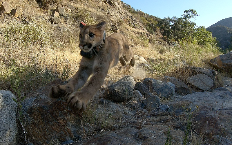 mountain lion, after release, running into wilderness