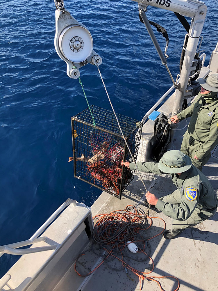 Wildlife officers pulling lobster trap from a poacher's boat