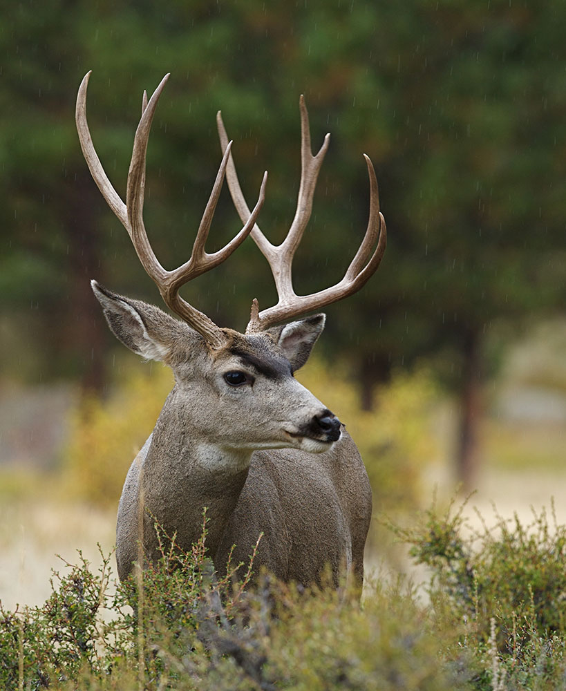 close up of male deer