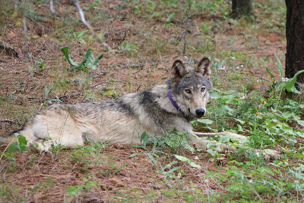 Collared wolf lying on forest floor