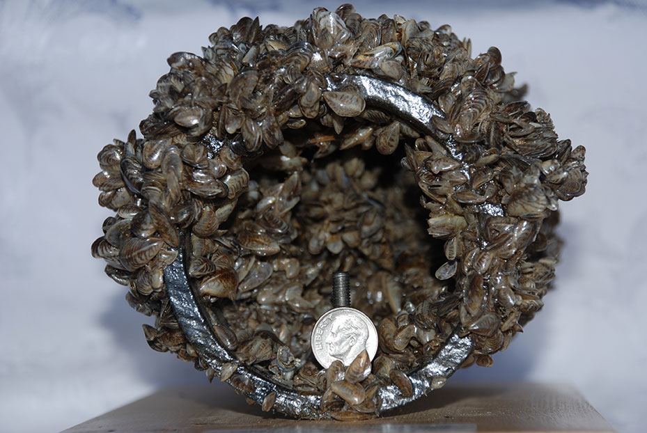 hundreds of tiny shellfish adhered to metal pipe