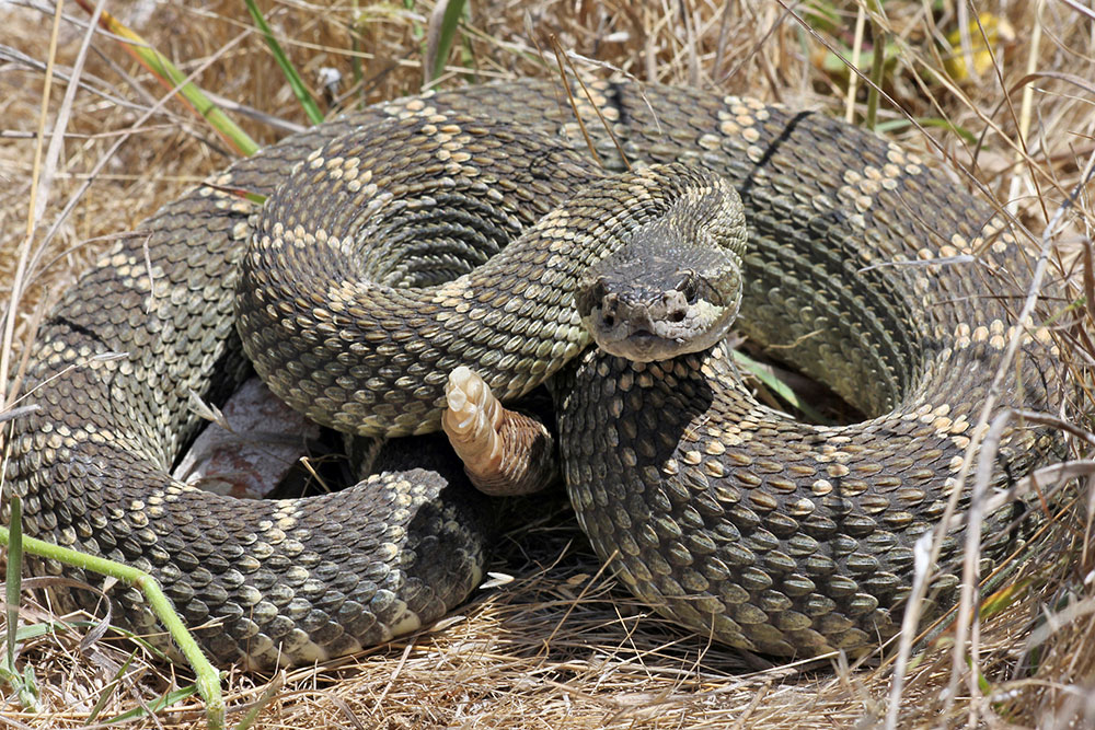 coiled rattlesnake in dry grass