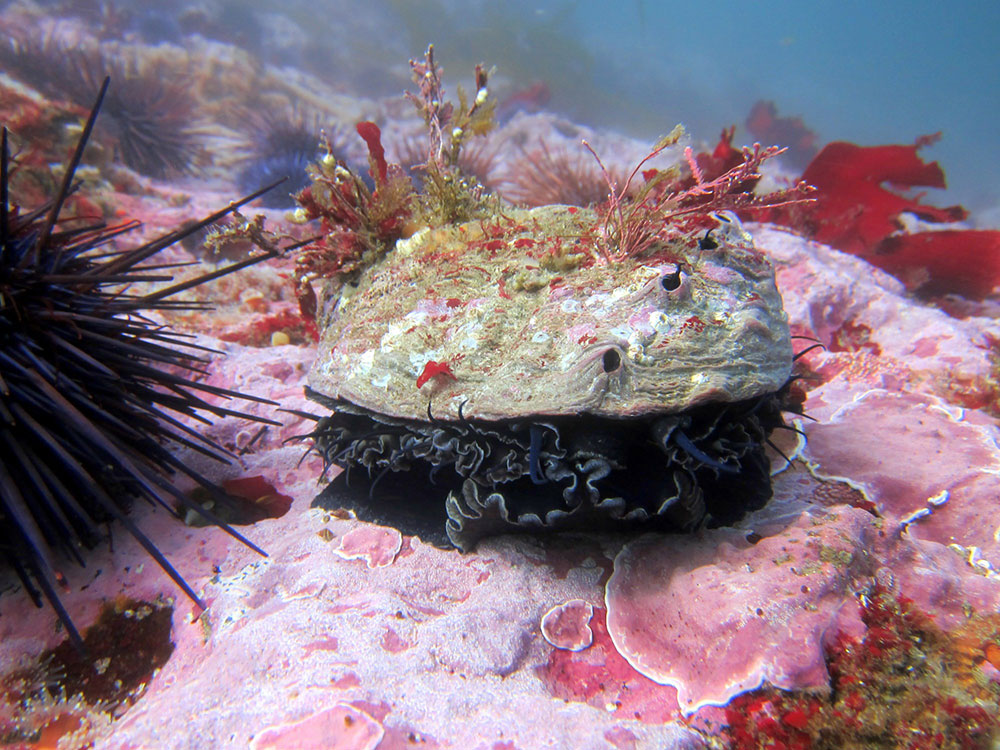 abalone on ocean reef