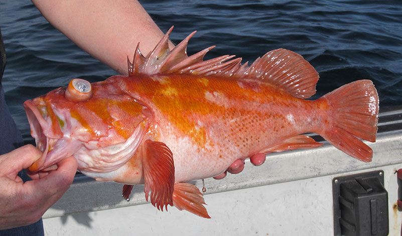 angler holding orange fish with sharp fin spines