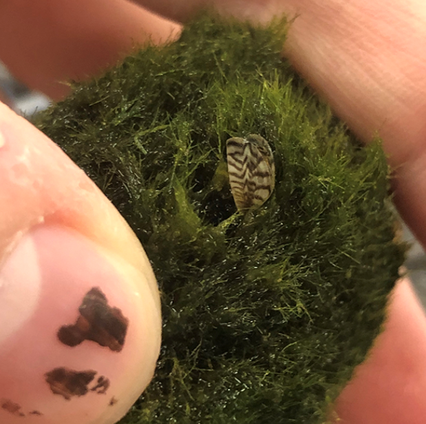 a tiny shell on a green ball of moss - click to open in new window