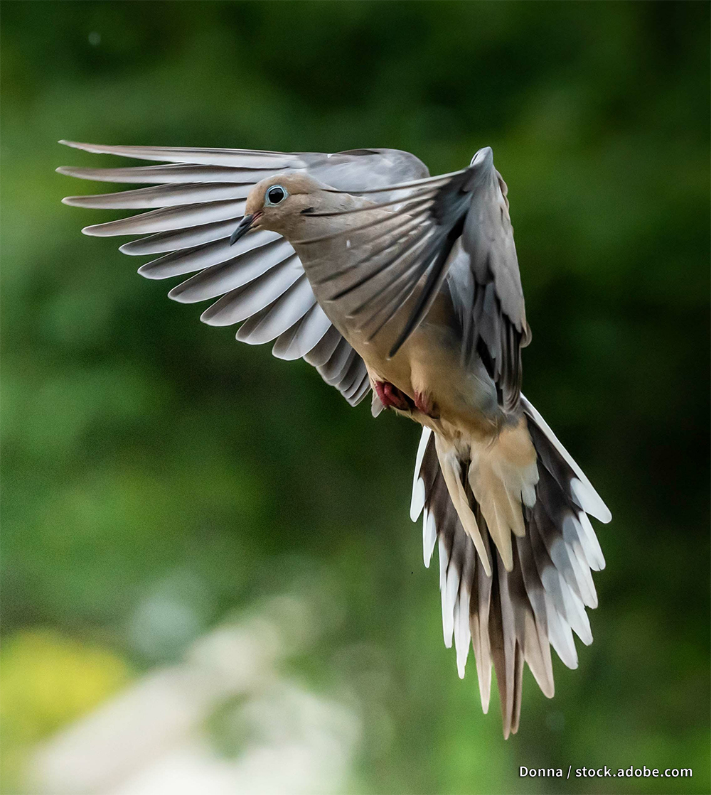 mourning dove in flight