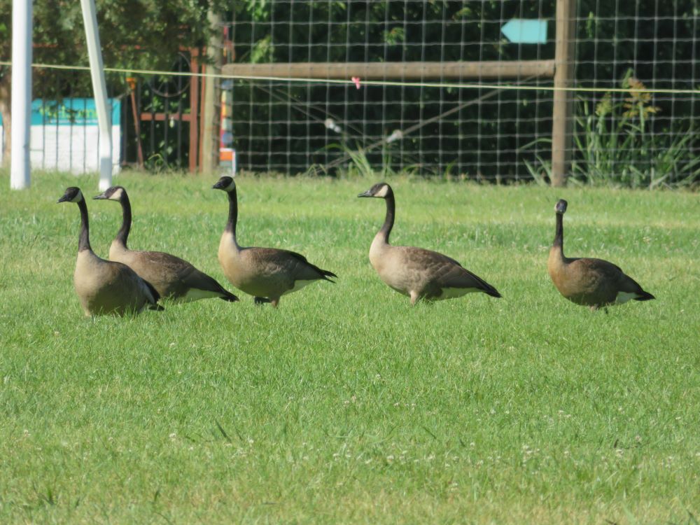 several canada geese in habitat