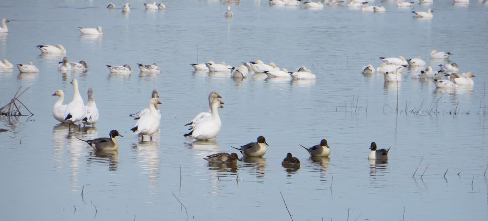 snowgeese and ducks in natural environment