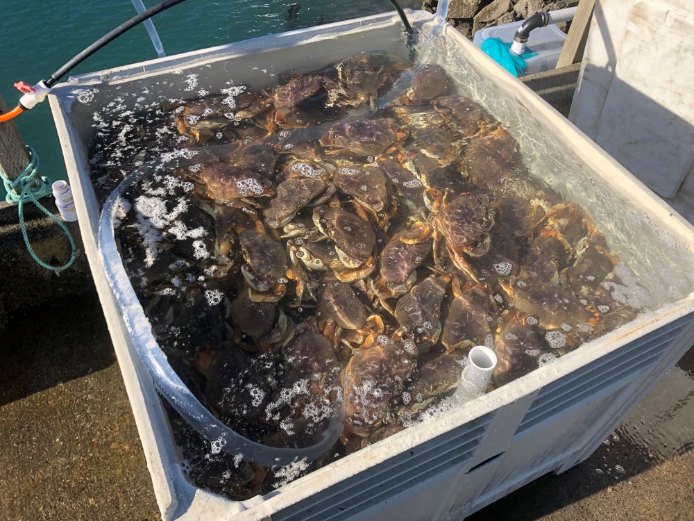 Dungeness crabs on fishing vessel