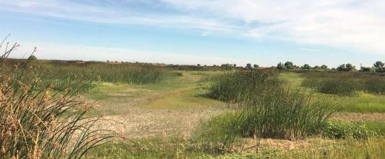 landscape image of north grasslands area of N. San Joaquin Valley