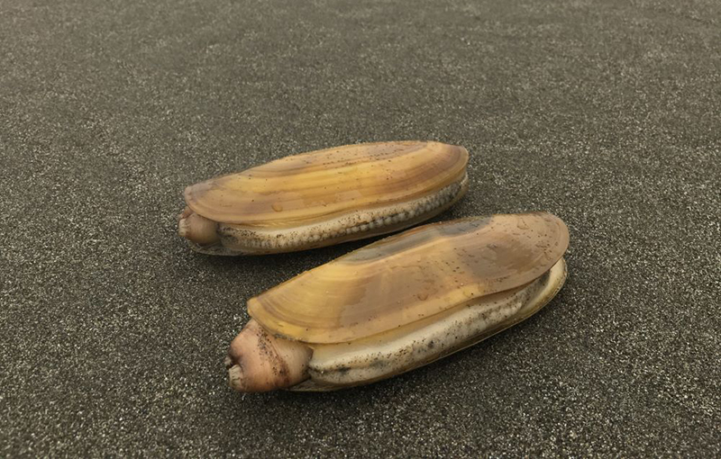 Razor clams on a beach