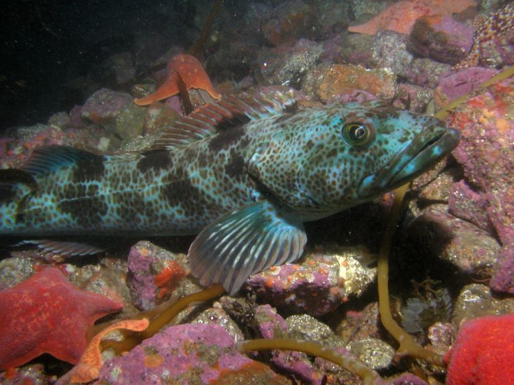 groundfish lingcod in water
