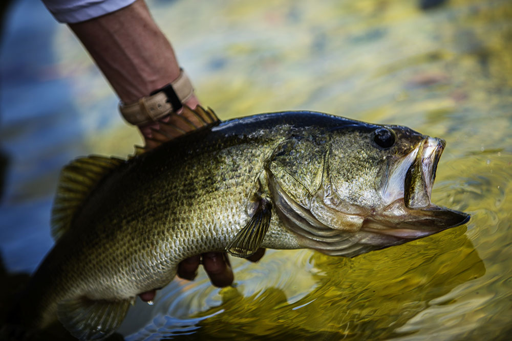 Man Holds Largemouth Bass