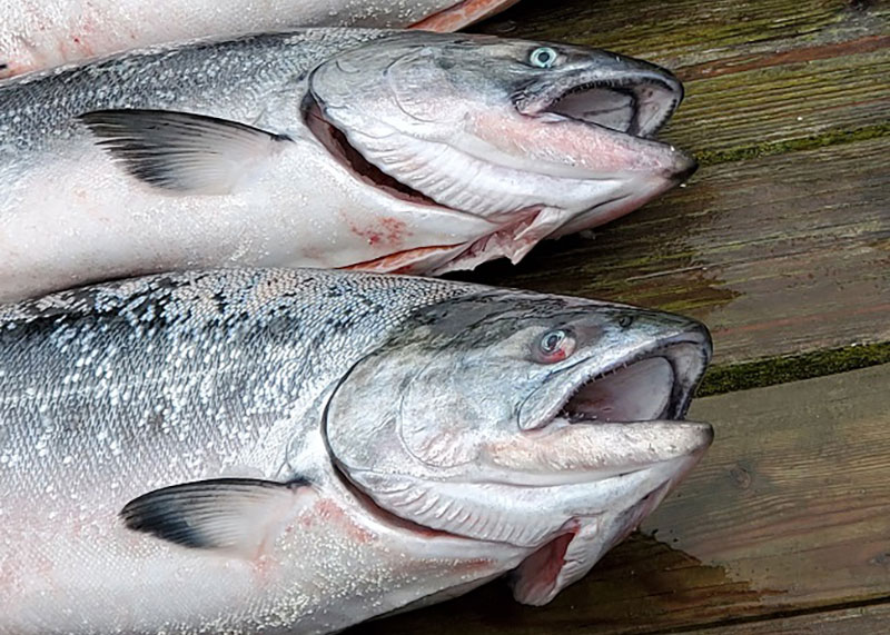 chinook salmon after being caught
