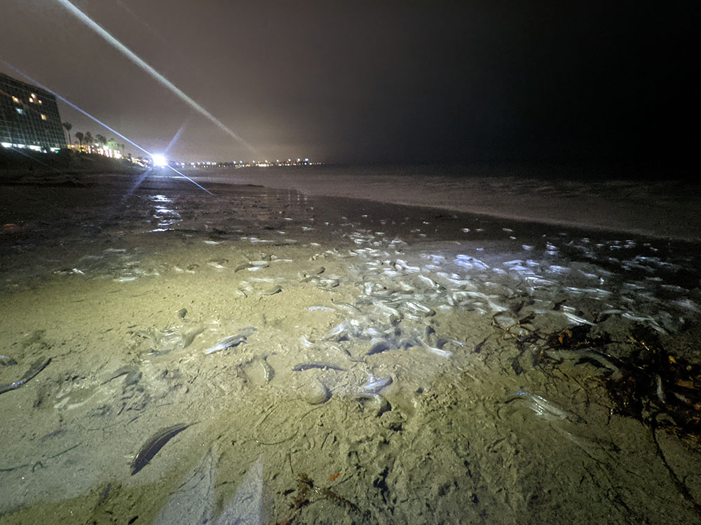 Grunion on the beach at night