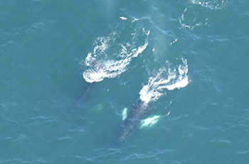 Pair of Humpback whales, photographed off San Mateo County coastline