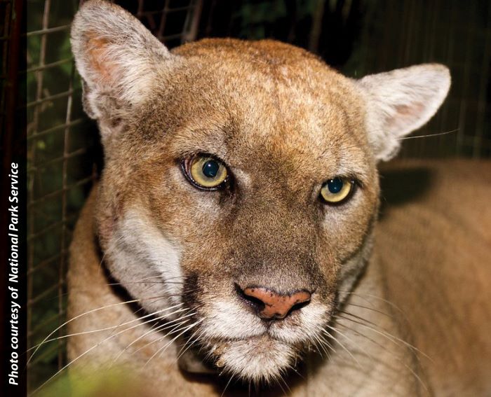 CDFW News | Mountain Lion P-22 Compassionately Euthanized Following Complete Health Evaluation Results