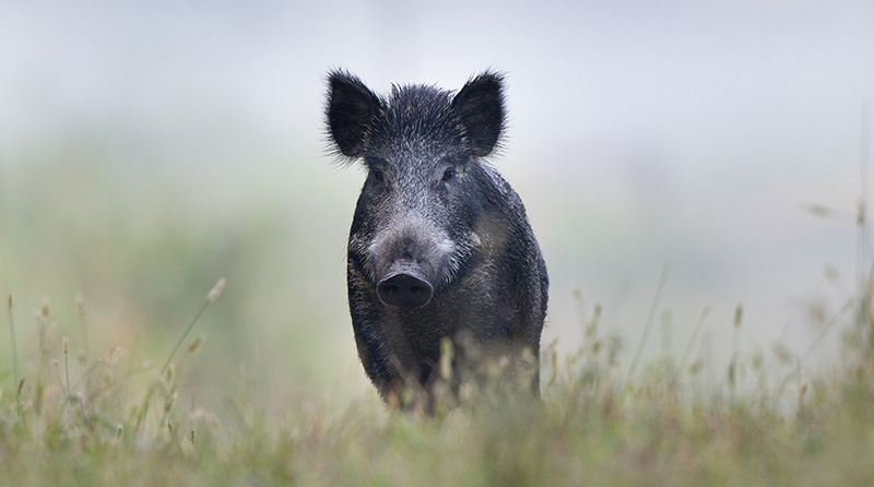 hairy black pig in grassy field