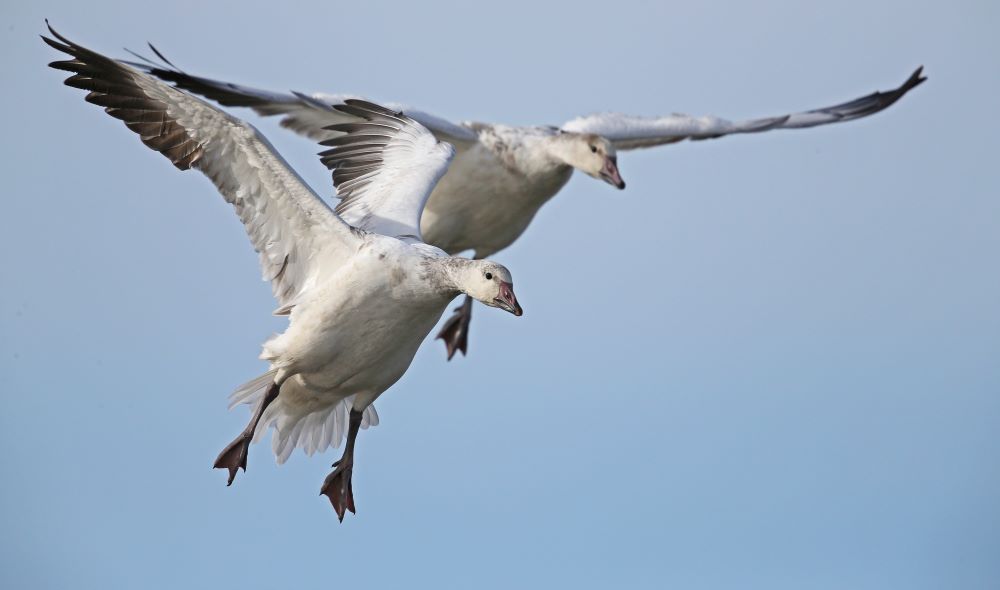 waterfowl in air at yolo bypass wildlife area