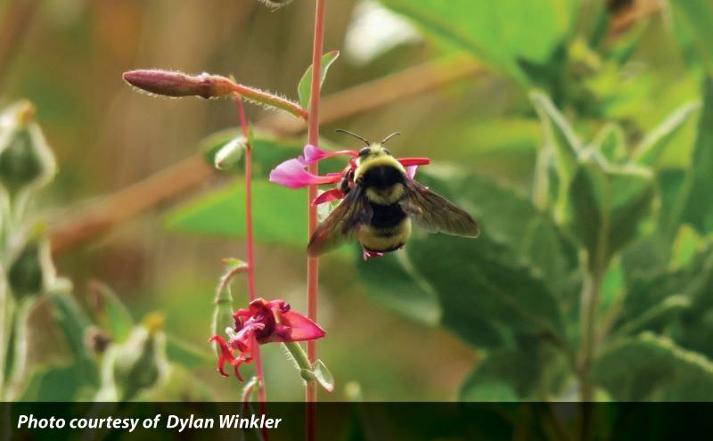 image of bee on a plant