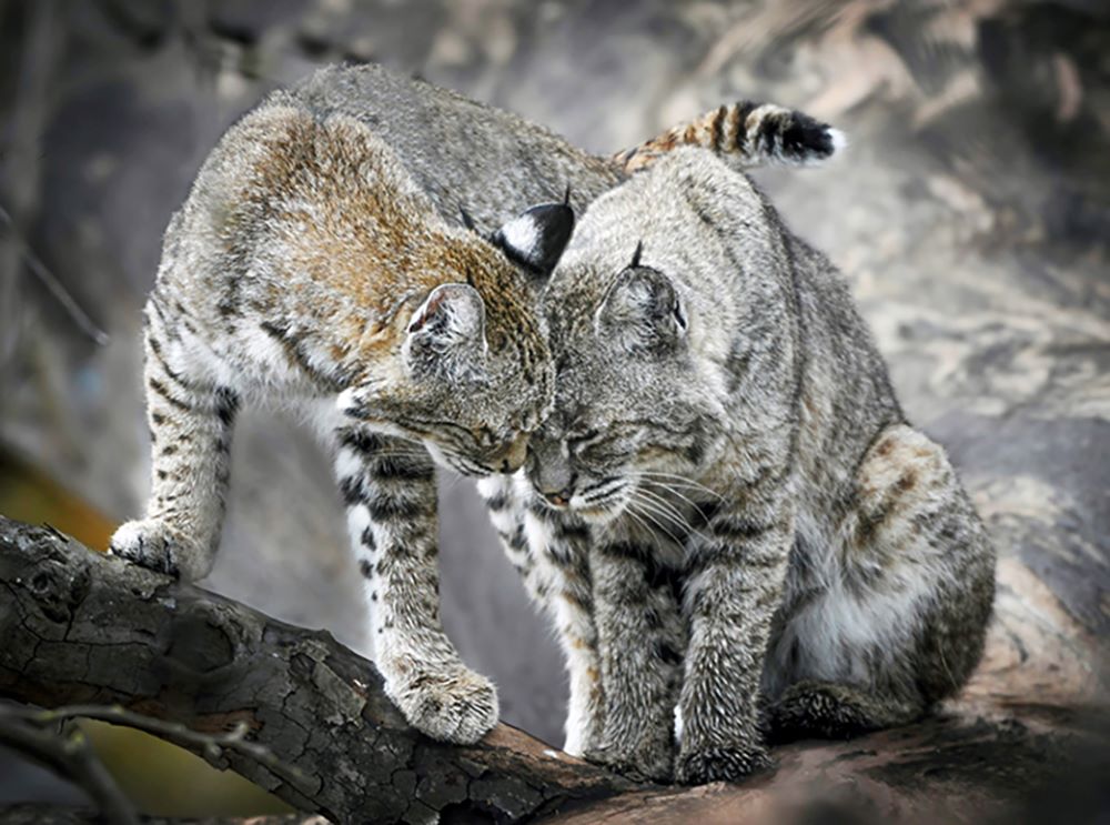 CDFW News | Bobcat Photo Takes 2021 California Wildlife Photograph of the Year Honors