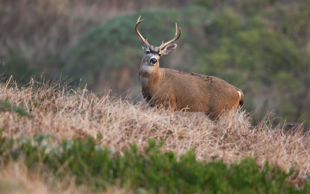 buck pictured in natural habitat at Carrizo Plans Ecological Reserve