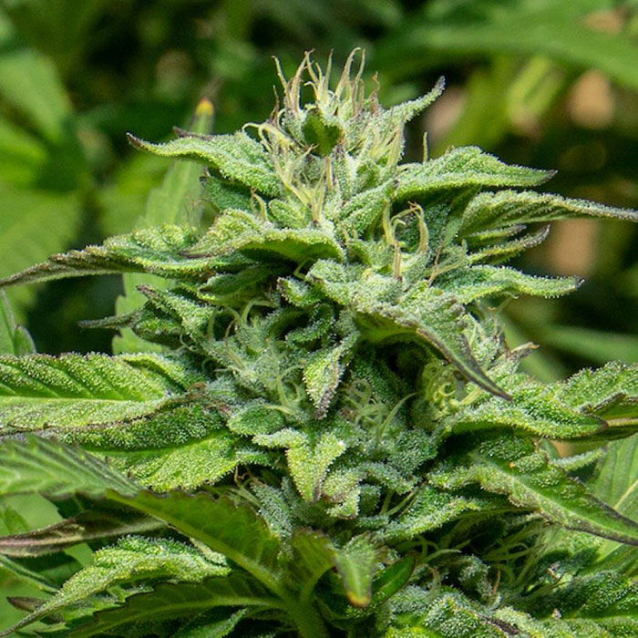 Cannabis flower in the sunlight