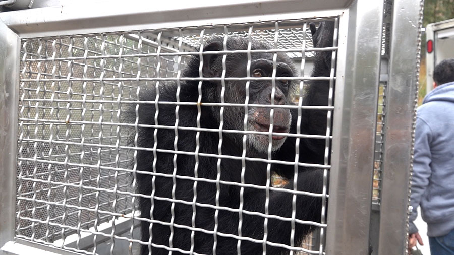 One of final two chimps moved from Wildlife Waystation